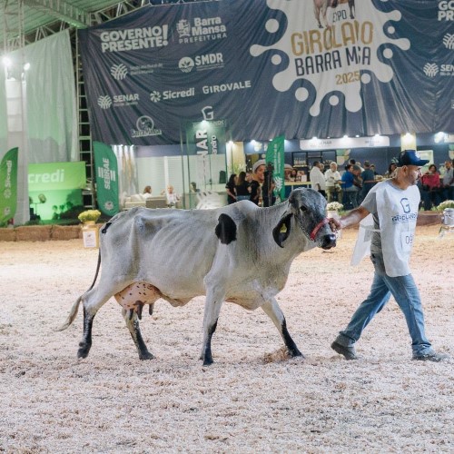 Expo Girolando 2026 consolida Barra Mansa na pecuária leiteira